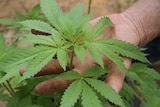 The leaf of a marijuana plant