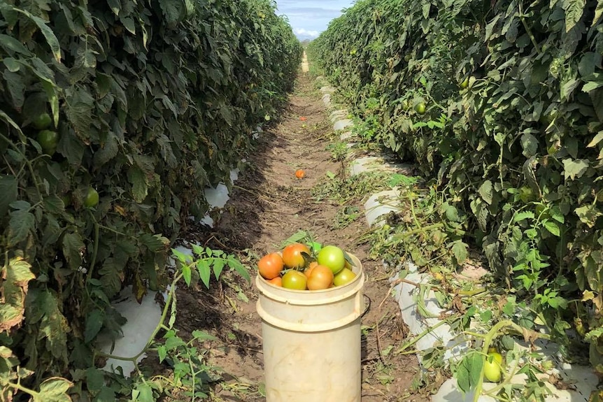 a bucket of tomatoes