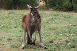 A close-up shot of a kangaroo standing on lawn at the rear of a house in Baldivis.