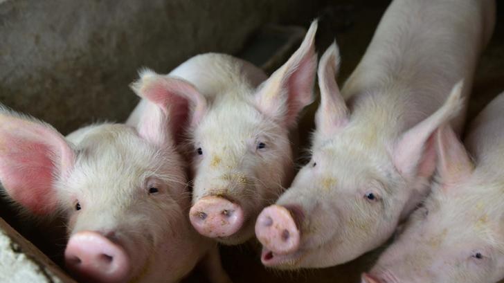科学家发现中国饲养的猪是人类最早驯养的猪的直系后代。