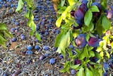 plums on trees and many left to rot on the floor