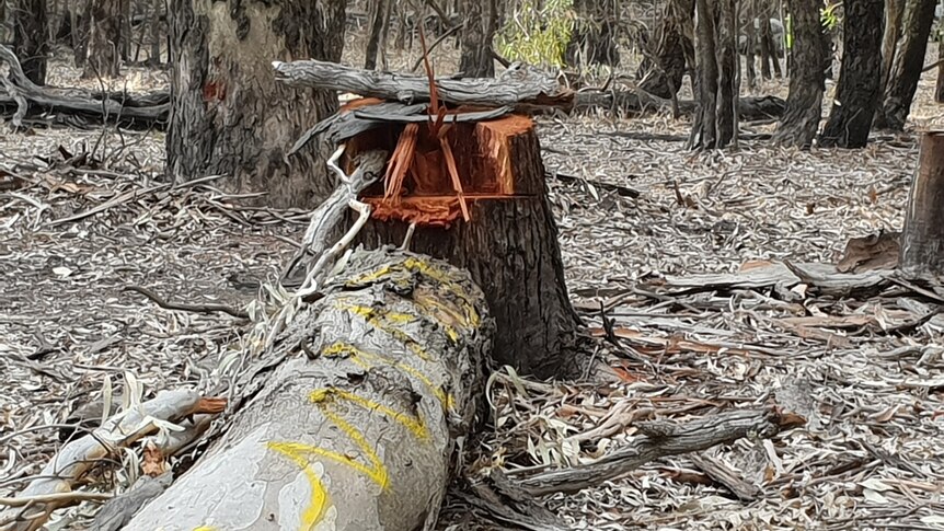 Felled Red Gum trees with yellow marking in the Loch Garry Wildlife Reserve