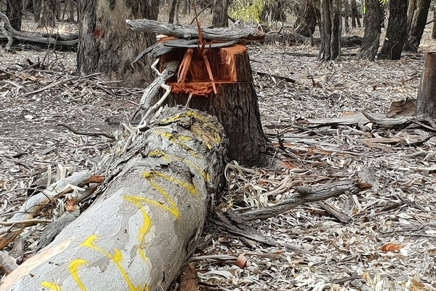 Felled red gum trees with yellow marking in the Loch Gary Wildlife Reserve.