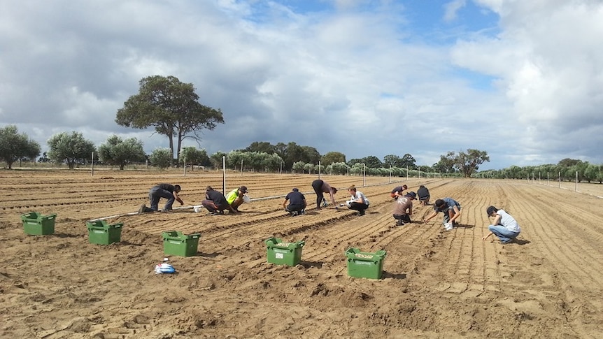 Garlic being planted in a bare paddock by eleven young team members, surrounded by olive trees in Western Australia