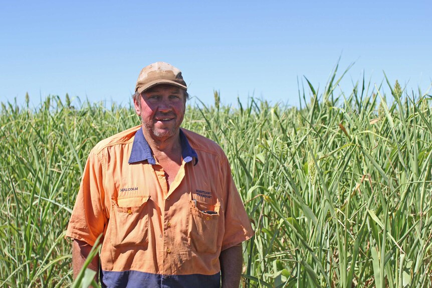 a man standing in front of a sorghum crop