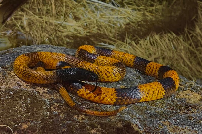 Western Brown Snake