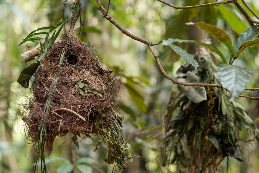 An artificial nest, woven from plant materials, hanging from a forest tree.