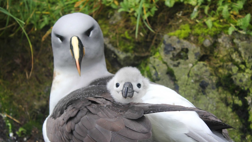 Grey headed albatross with its young chick on its back