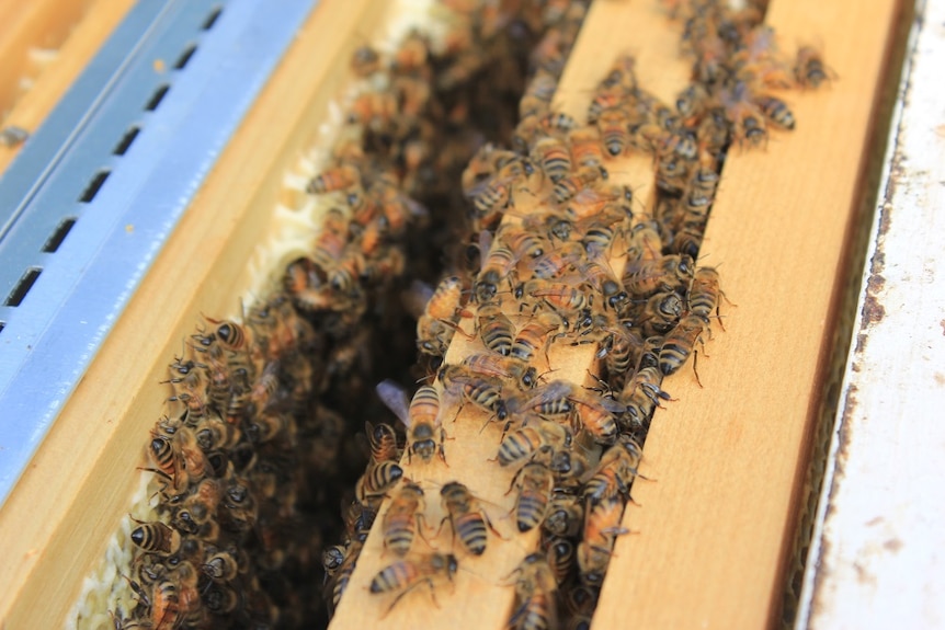 Honey bees in a hive