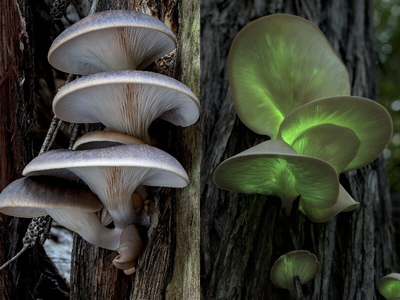 a side by side image of mushrooms. On the left, the mushroom is not glowing and the one on the right is