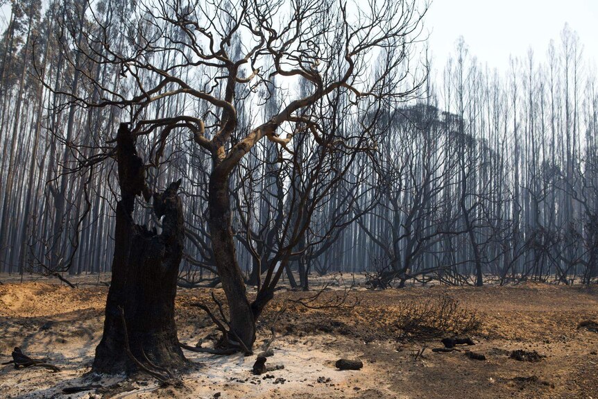 Blackened trees on Kangaroo Island after a bushfire tore through.