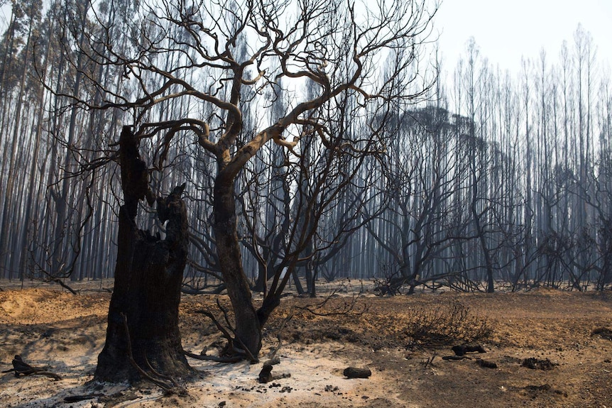 Blackened trees on Kangaroo Island after a bushfire tore through.