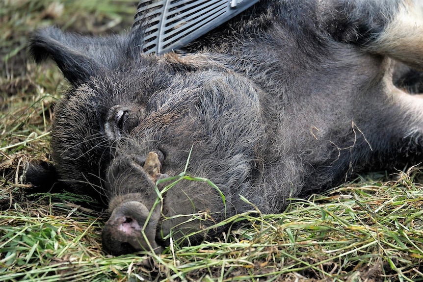 A big grey pig looks content lying on the ground being scratched by a plastic garden rake