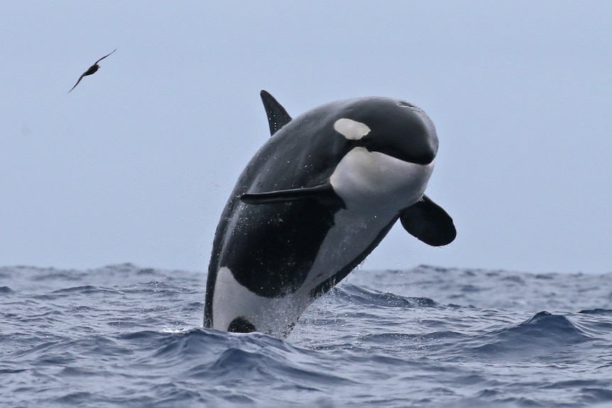 An orca breaches in the ocean.
