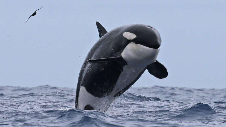 An orca breaches in the ocean.