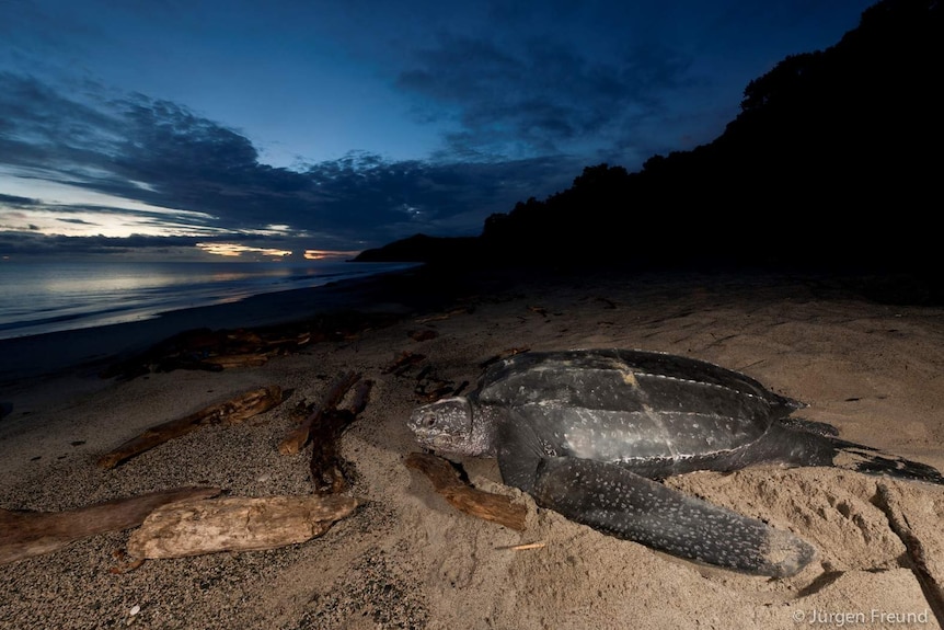 A leatherback turtle returns to the ocean after laying a clutch of eggs in the sand.