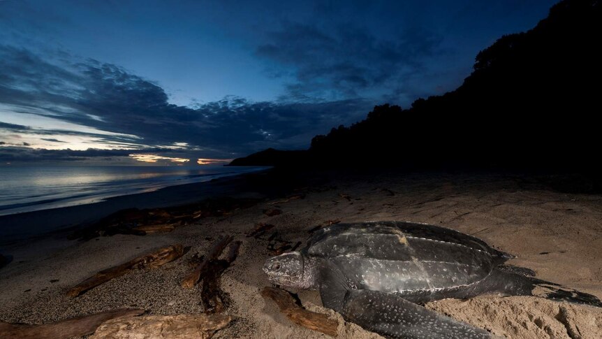 A leatherback turtle returns to the ocean after laying a clutch of eggs in the sand.