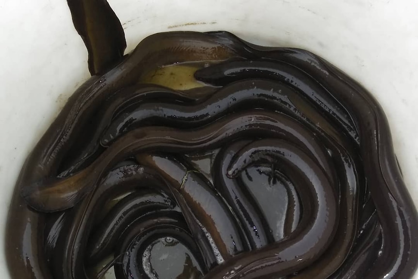 A bucket of freshwater eels