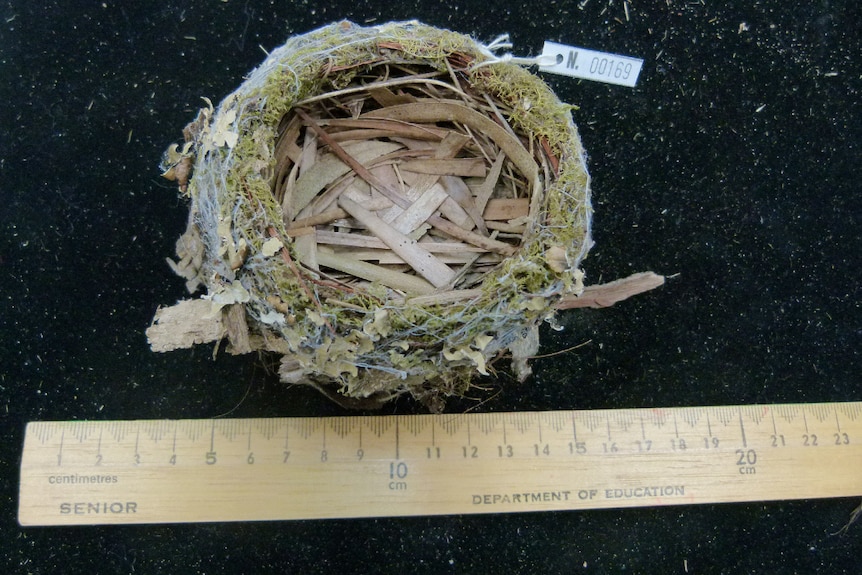 Birds nest with ruler beside it