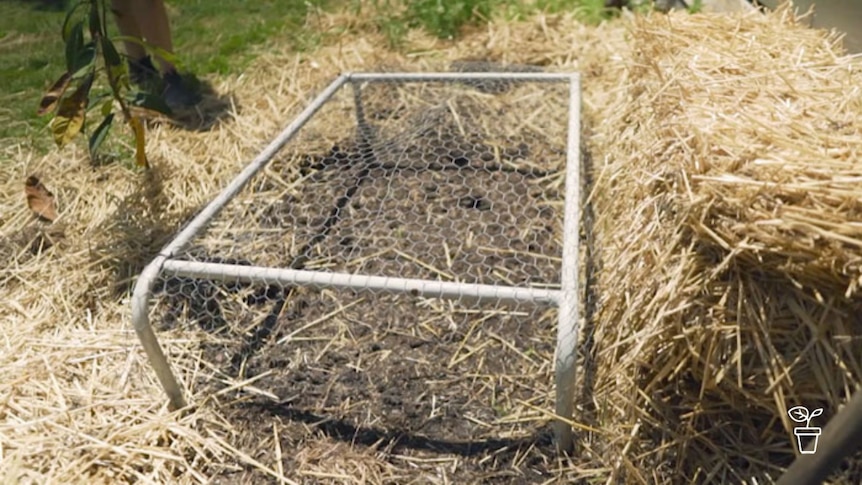 Metal frame covered in mesh wire placed on ground in garden with straw mulch surrounding it.