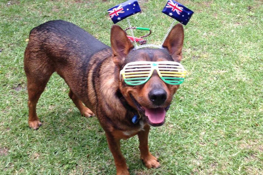 Cool dog celebrates Australia Day