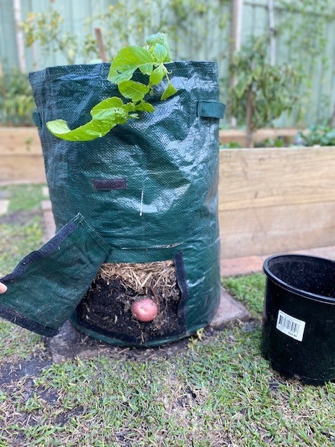 A grow bag with a potato showing at the bottom
