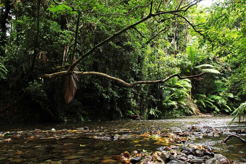 A pristine creek in an untouched rainforest.