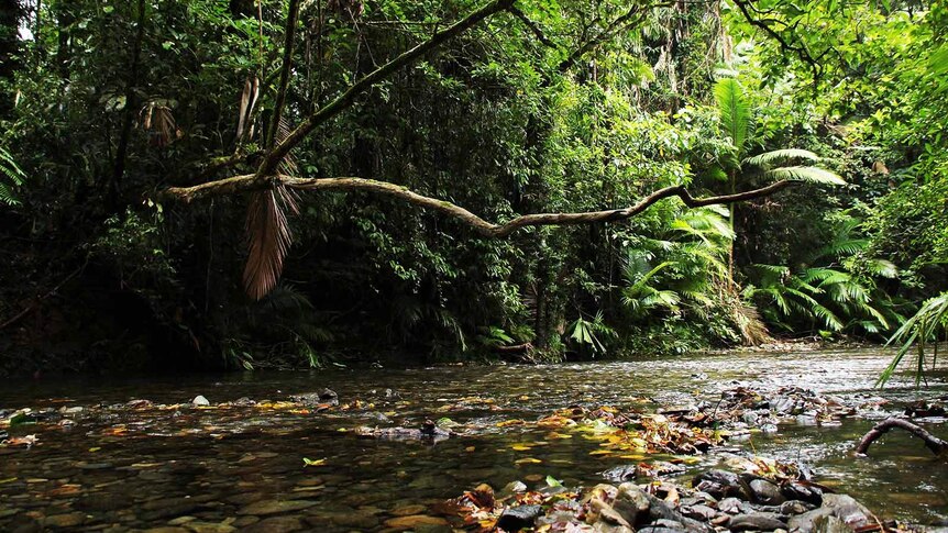A pristine Daintree creek and rainforest
