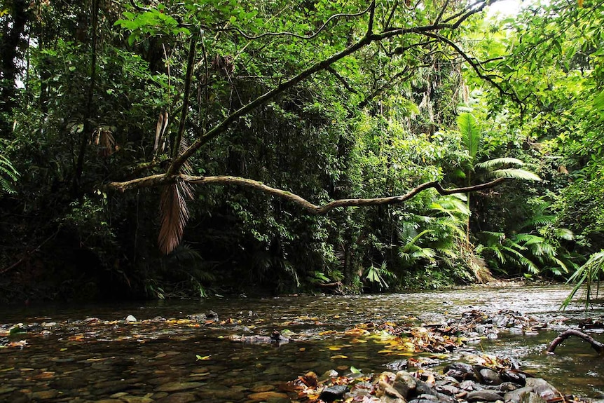 A pristine creek in an untouched rainforest.