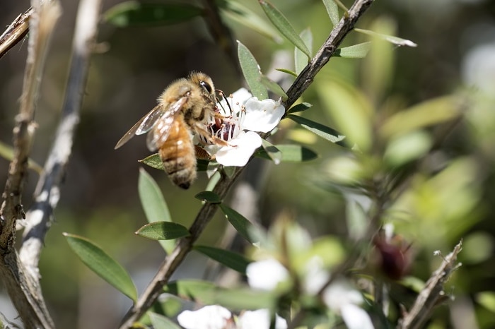 A bee pollinating a Manuka tree.