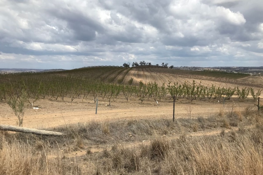 A drought-stricken stone fruit orchard.