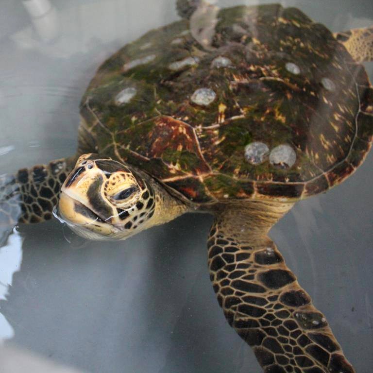 A sea turtle in a holding tank at the Townsville turtle hospital