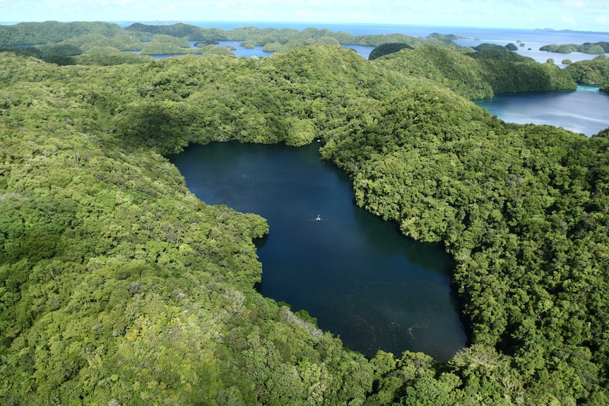 Jellyfish Lake on Eil Malk Island, Palau