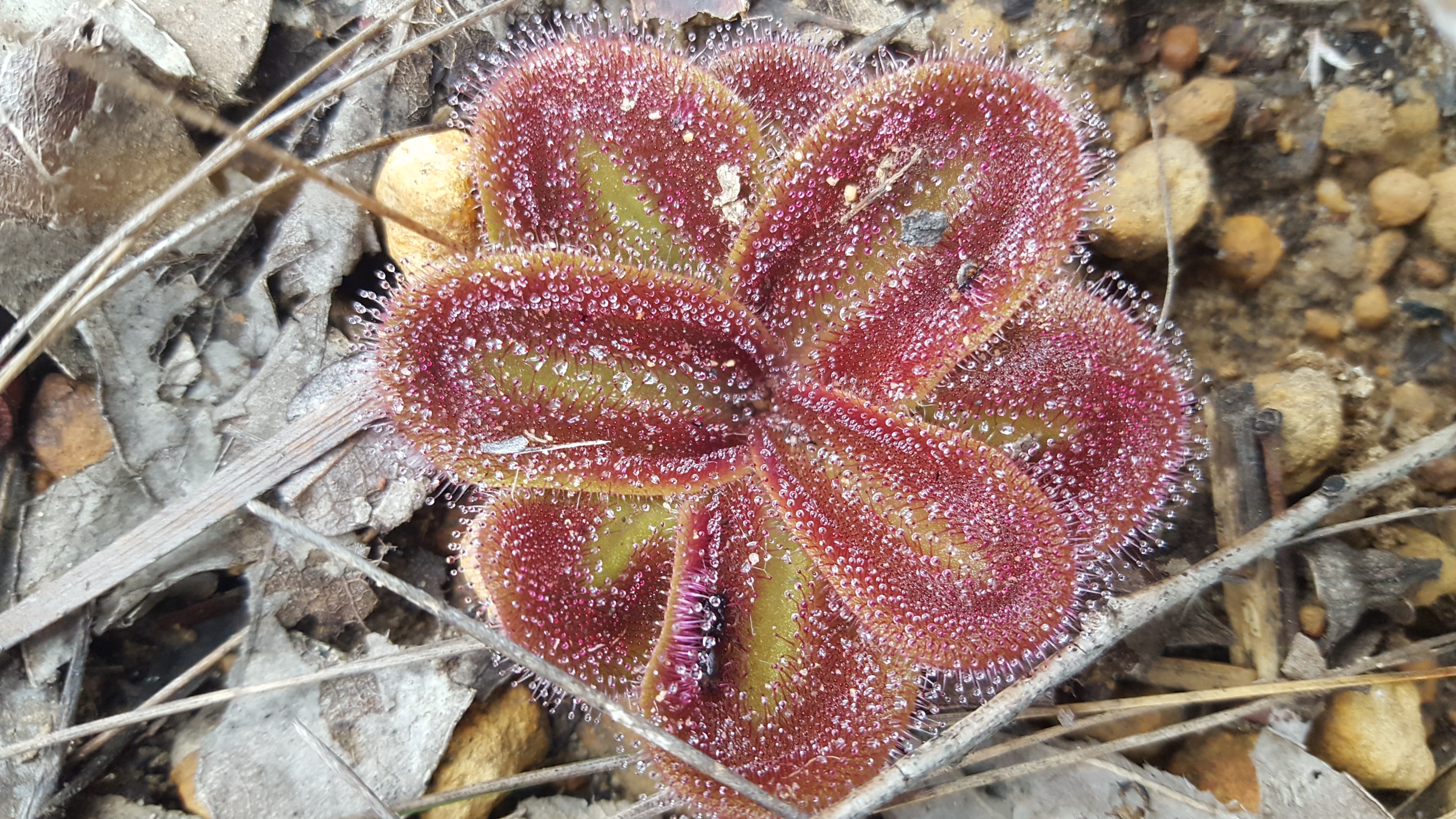 Carnivorous plant 