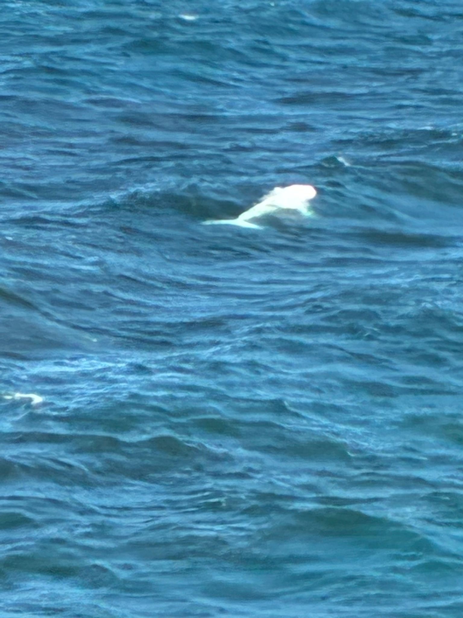 ff682f78357a0470edd25ea13dae0024?impolicy=wcms_crop_resize&cropH=885&cropW=1328&xPos=181&yPos=142&width=862&height=575