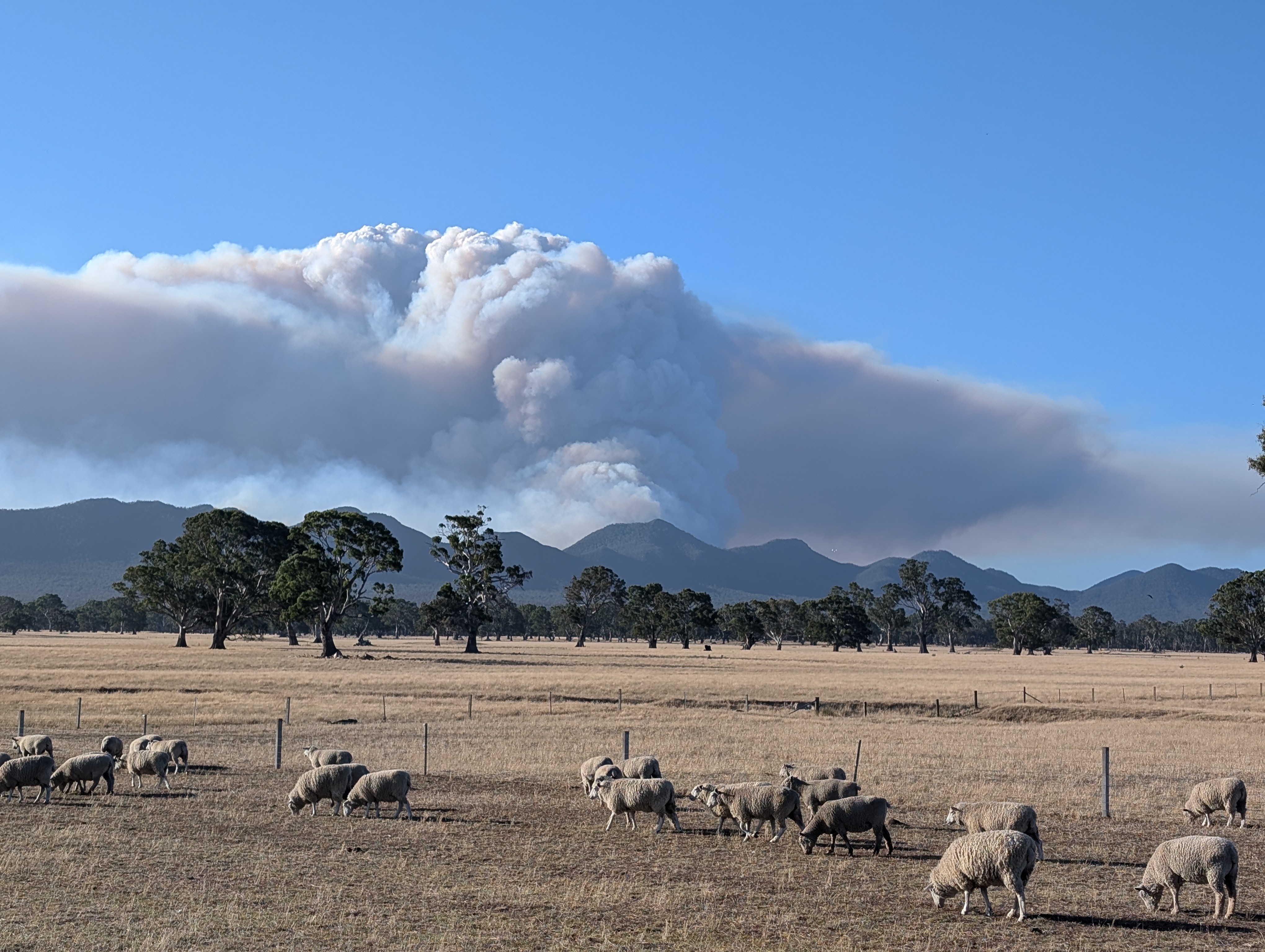 Sheep graze in a dusty paddock while a huge plume of smoke rises from the mountains behind them.