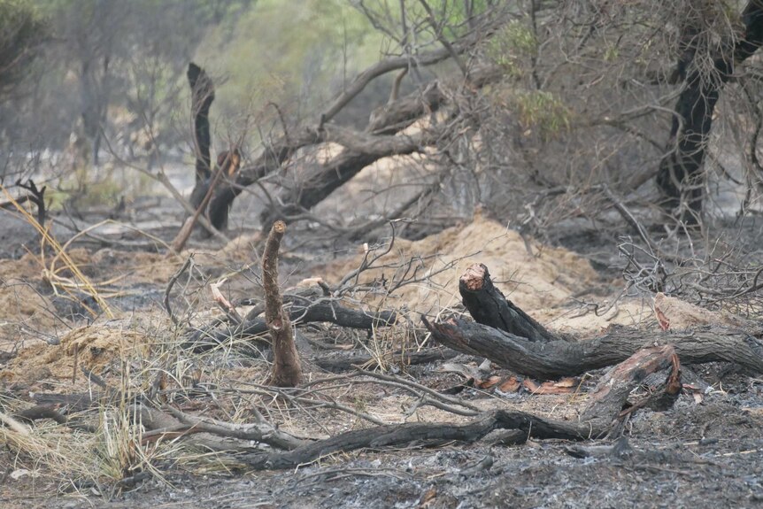 Blackened trees and branches lie on an ash covered ground after a bushfire.