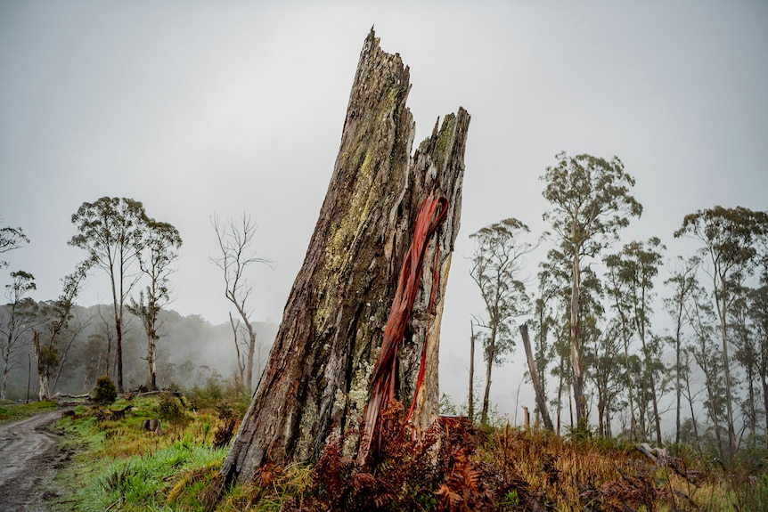 A stump sits in the foregroud of a cleared area of forest 