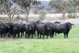 Stud bulls at Millah Murrah Angus Stud in Bathurst, New South Wales