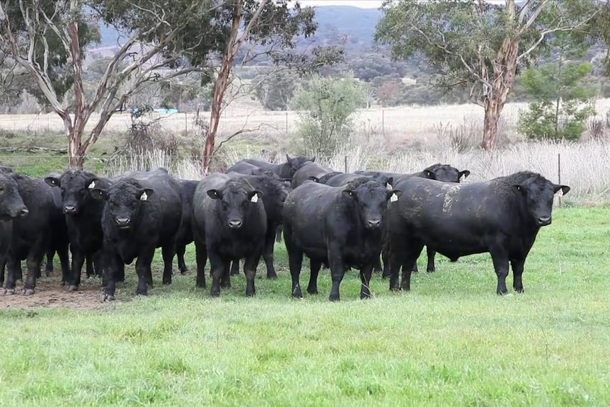 Stud bulls at Millah Murrah Angus Stud in Bathurst, New South Wales