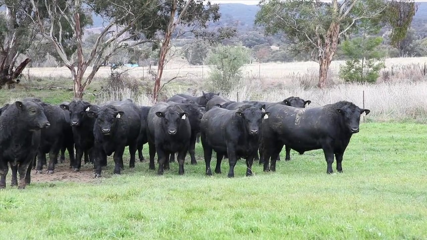 Stud bulls at Millah Murrah Angus Stud in Bathurst, New South Wales