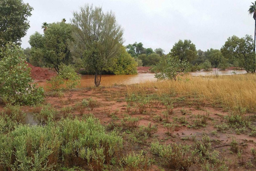 Sodden paddock in Charleville in south-west Queensland