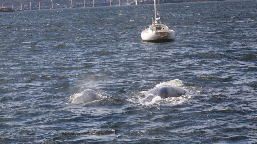 A southern right whale and its calf travels through Hobart's River Derwent in Tasmania