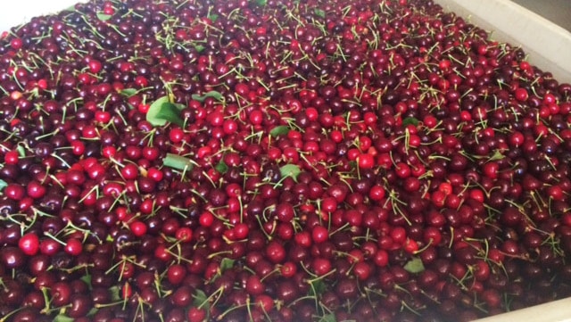 Tub of cherries