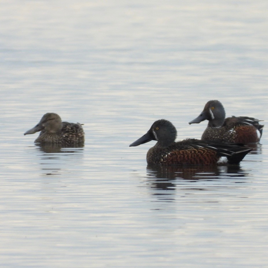 Brown ducks with white markings and green head.