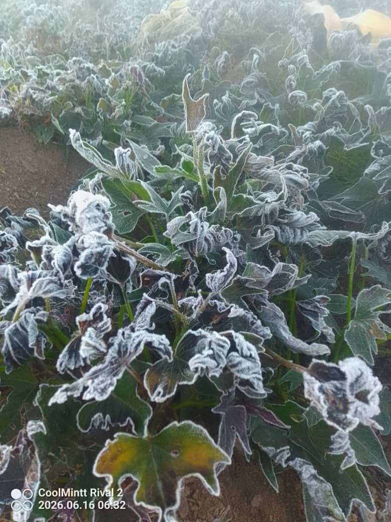 Plants with frost on them