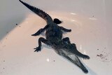 Young crocodile lying in bath at home of Aaron Hughes