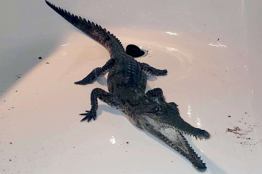 Young crocodile lying in bath at home of Aaron Hughes