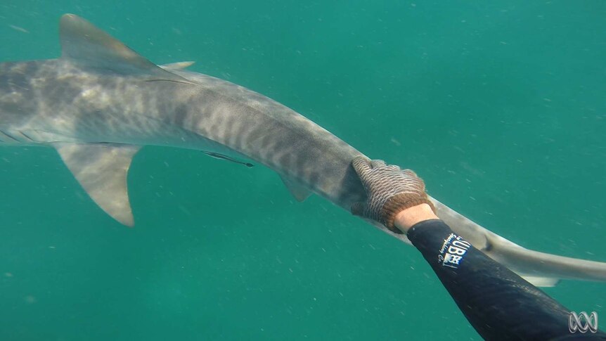 Spearfisherman Rick Trippe reaches across to pat a wild tiger shark in waters near Darwin.