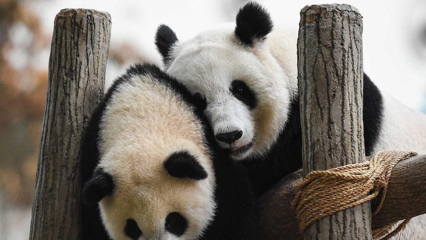 Giant panda Lian Lian (R) with cub Nuan Nuan (L)